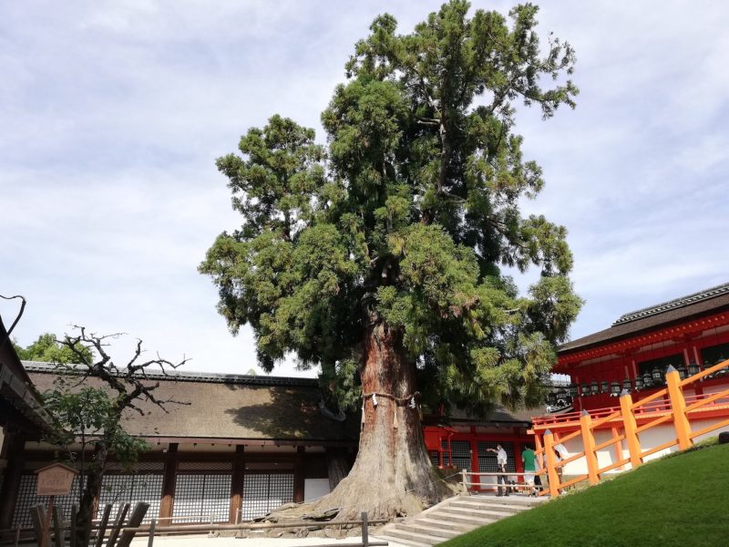 Sacred Big Cedar Tree: Inner section of Kasuga Shrine