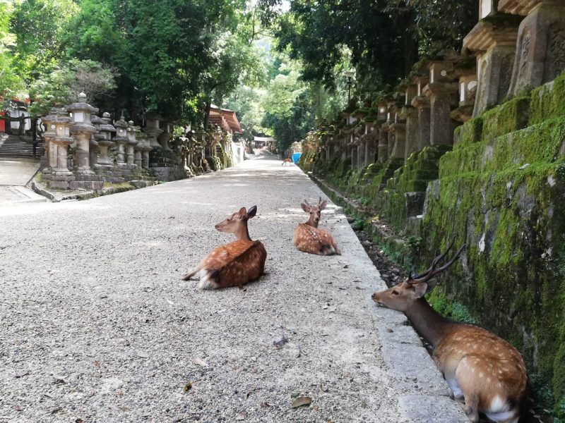 Deers in the approach to Kasuga Shrine