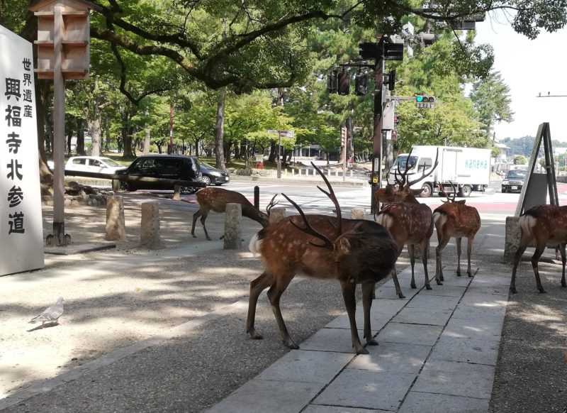 興福寺　鹿の群れ